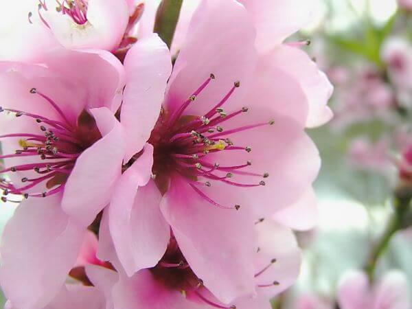 Mariyah al-Qibtiyah