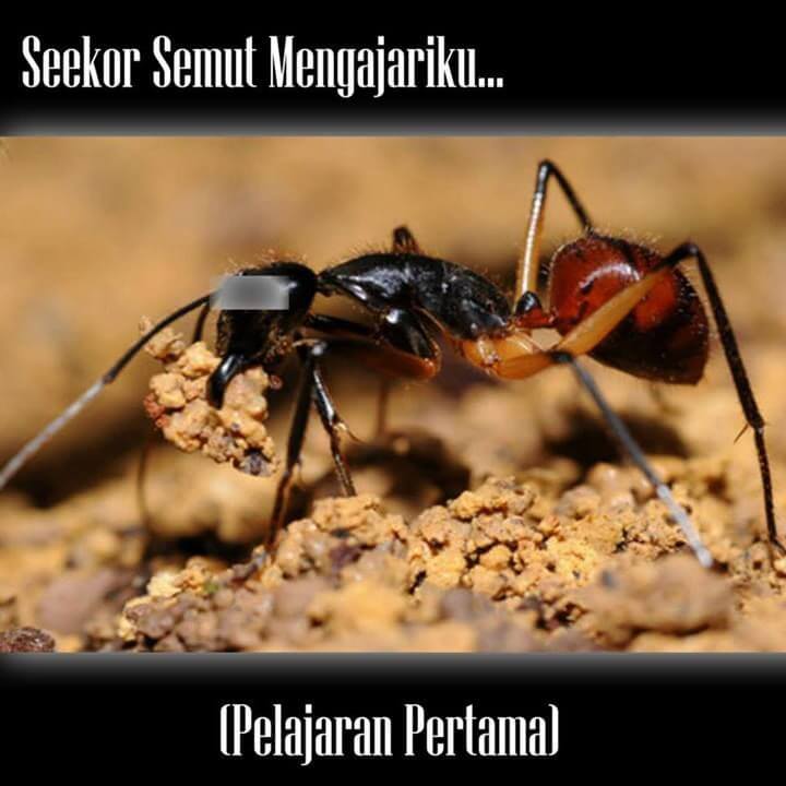 Seekor Semut Mengajariku (Pelajaran Pertama)