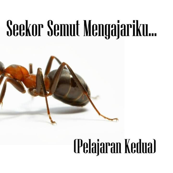 Seekor Semut Mengajariku (Pelajaran Kedua)
