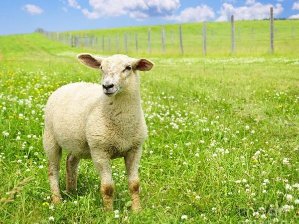 Hikmah Dari Pekerjaan Setiap Para Nabi & Rasul Yang Menggembala Kambing